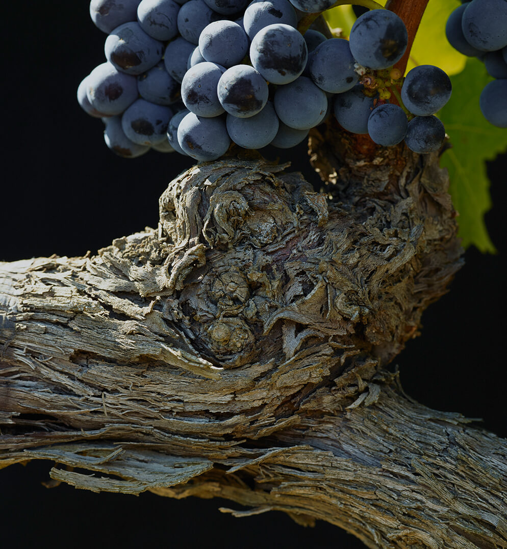 Wine - Masseto 2006 | Masseto